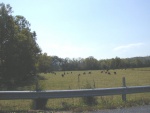 Scenery 3 Cows.JPG